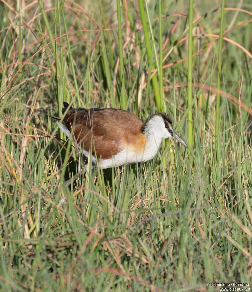 Jacana à poitrine dorée