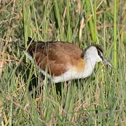 African Jacana