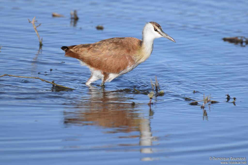 African Jacana