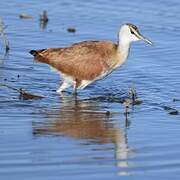 Jacana à poitrine dorée