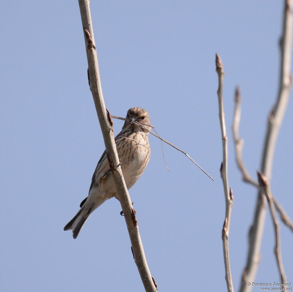 Linotte mélodieuse femelle adulte