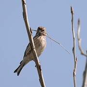 Common Linnet