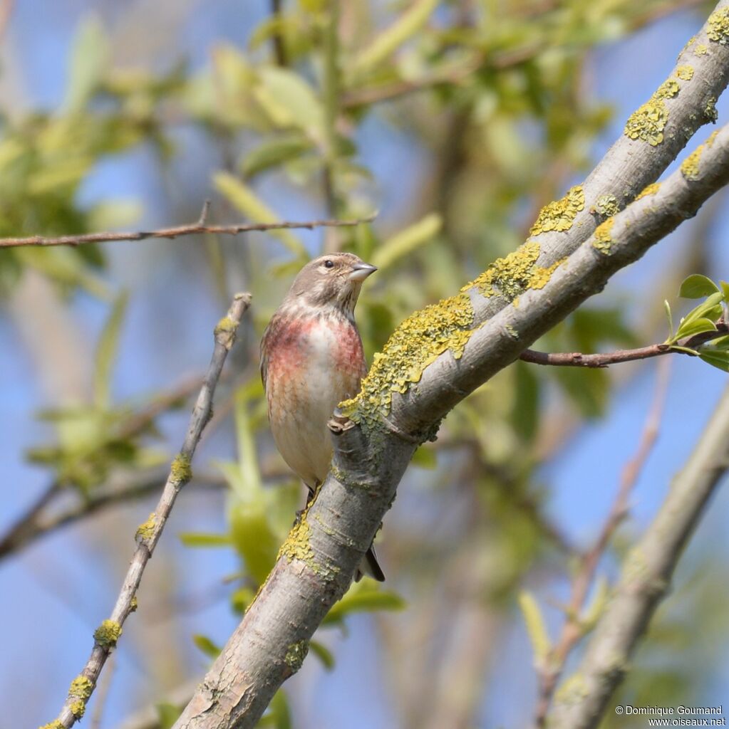 Common Linnet male adult