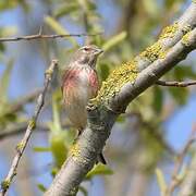 Linotte mélodieuse