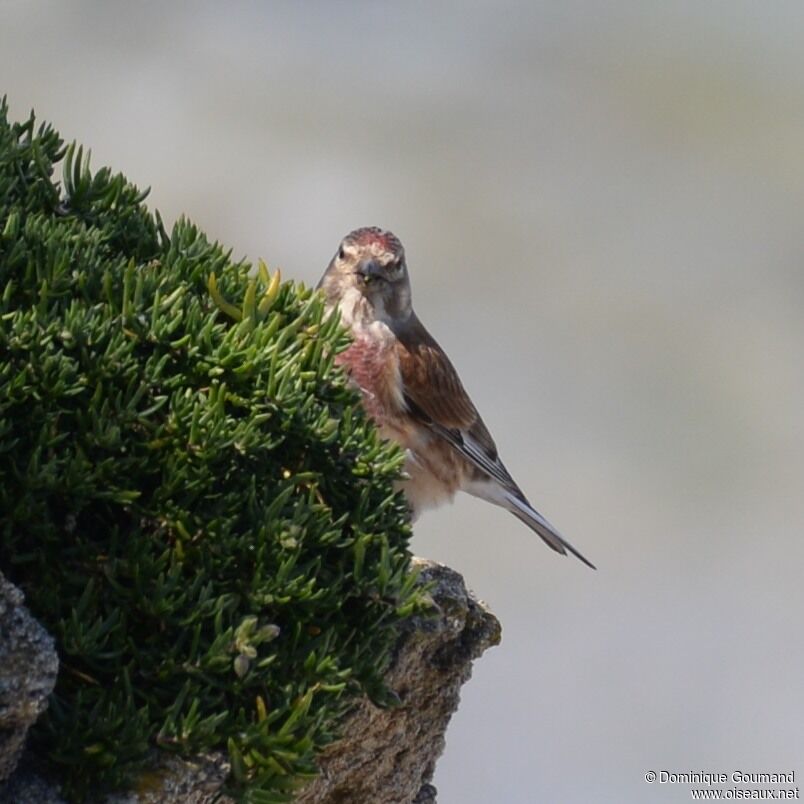 Linotte mélodieuse