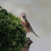 Common Linnet