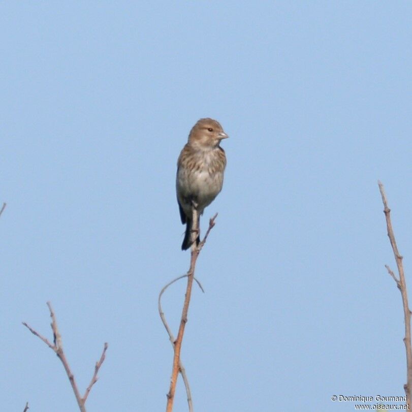 Common Linnet female adult