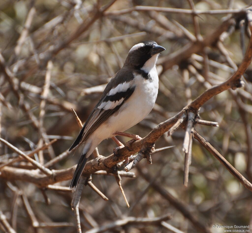 White-browed Sparrow-Weaver