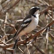 White-browed Sparrow-Weaver