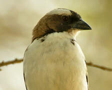 White-browed Sparrow-Weaver