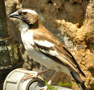 White-browed Sparrow-Weaver