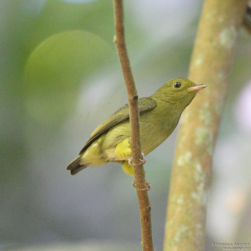 Red-capped Manakin female adult