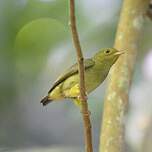 Manakin à cuisses jaunes