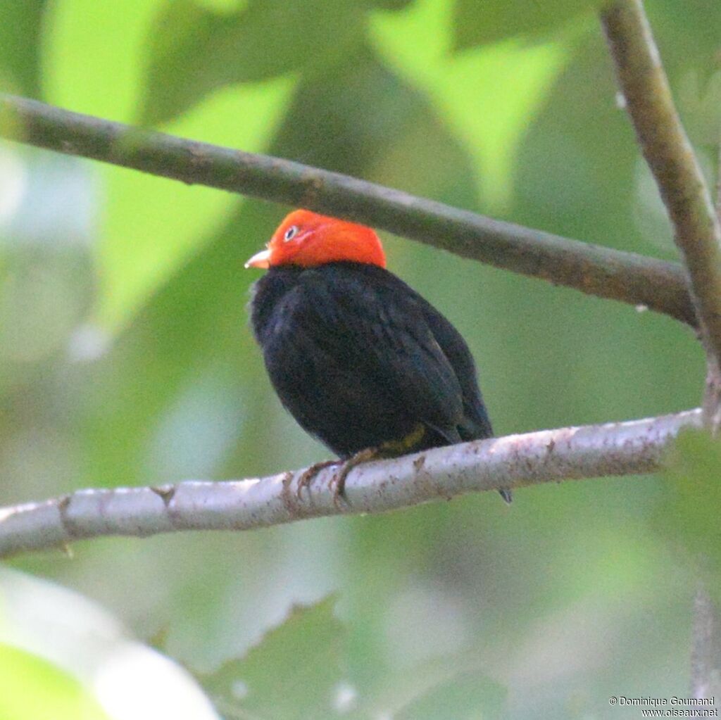 Red-capped Manakin male adult