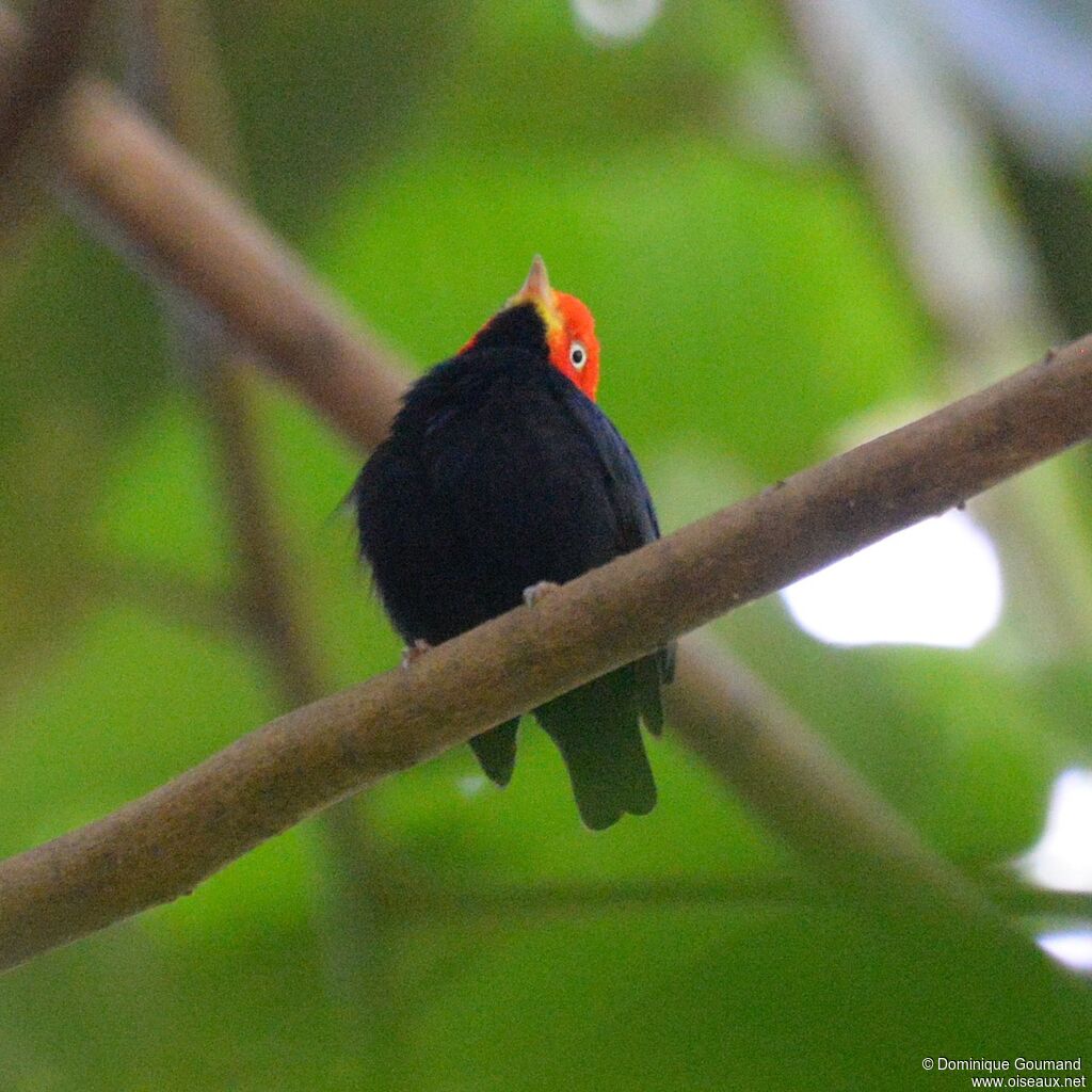 Red-capped Manakin male adult