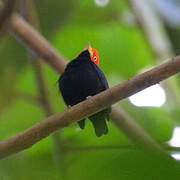 Red-capped Manakin