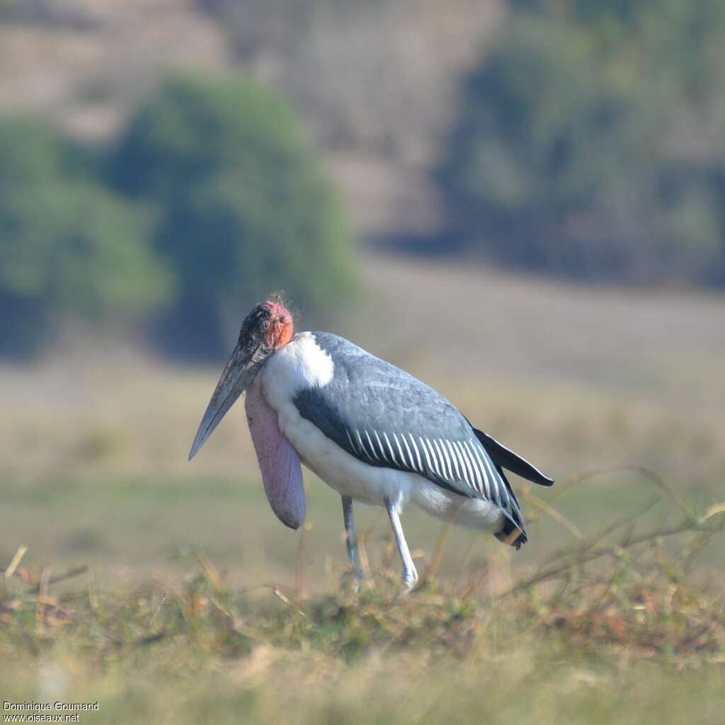 Marabou Storkadult, identification