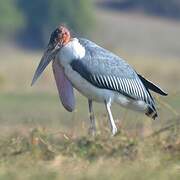 Marabou Stork