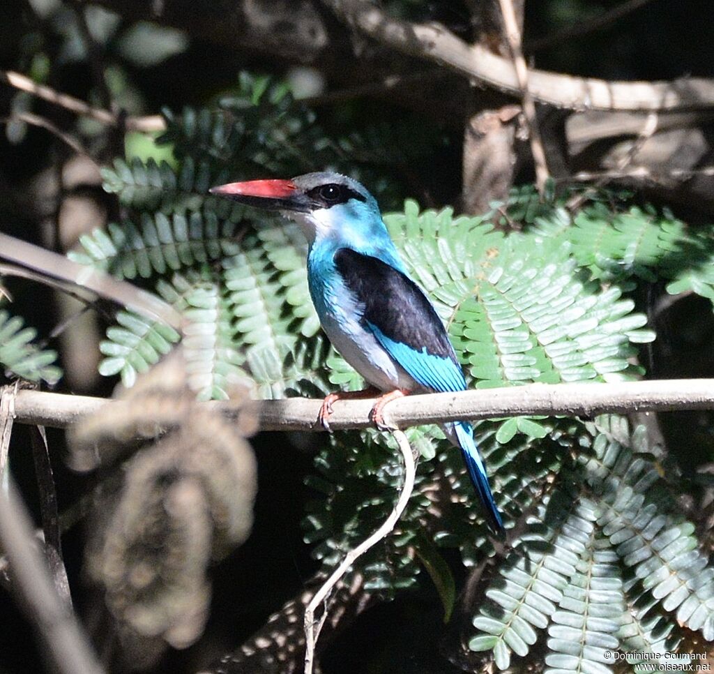 Blue-breasted Kingfisheradult