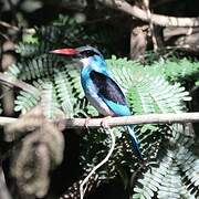 Martin-chasseur à poitrine bleue