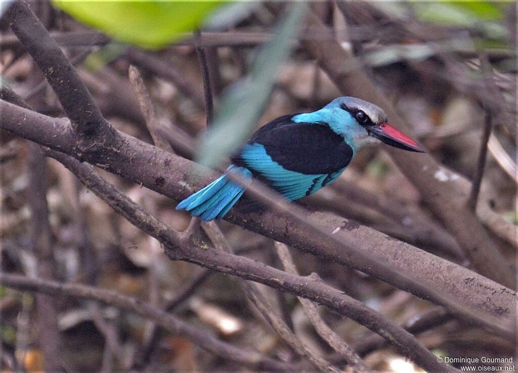 Blue-breasted Kingfisheradult