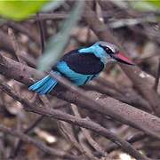 Blue-breasted Kingfisher