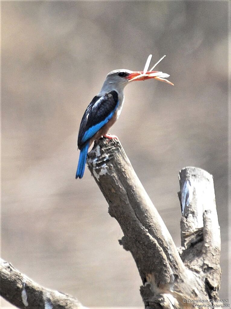 Blue-breasted Kingfisheradult