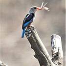 Martin-chasseur à poitrine bleue