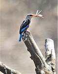 Martin-chasseur à poitrine bleue