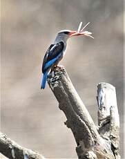 Martin-chasseur à poitrine bleue