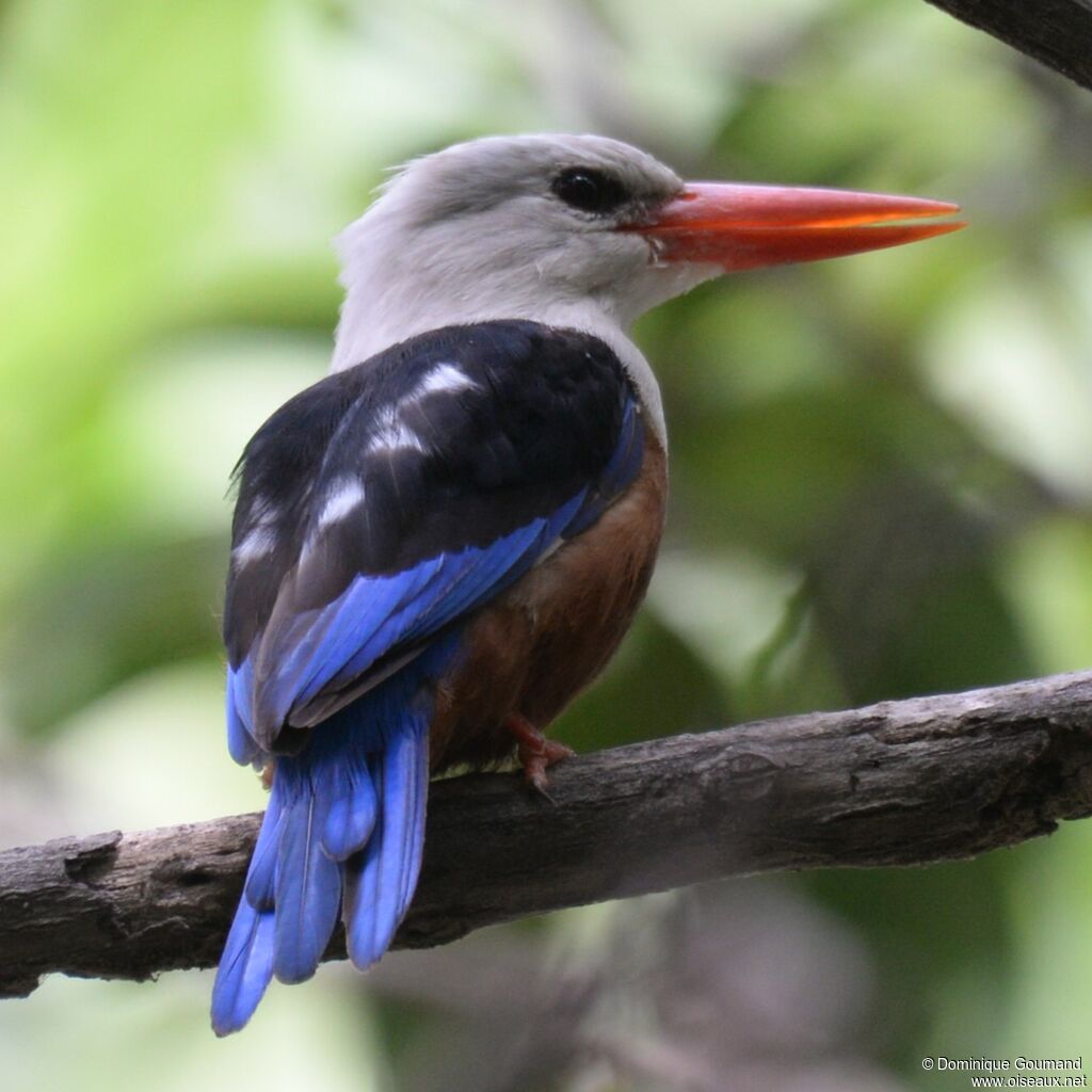 Grey-headed Kingfisheradult