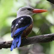 Grey-headed Kingfisher