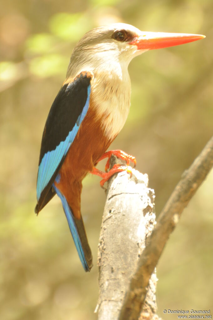 Grey-headed Kingfisher male