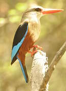 Grey-headed Kingfisher