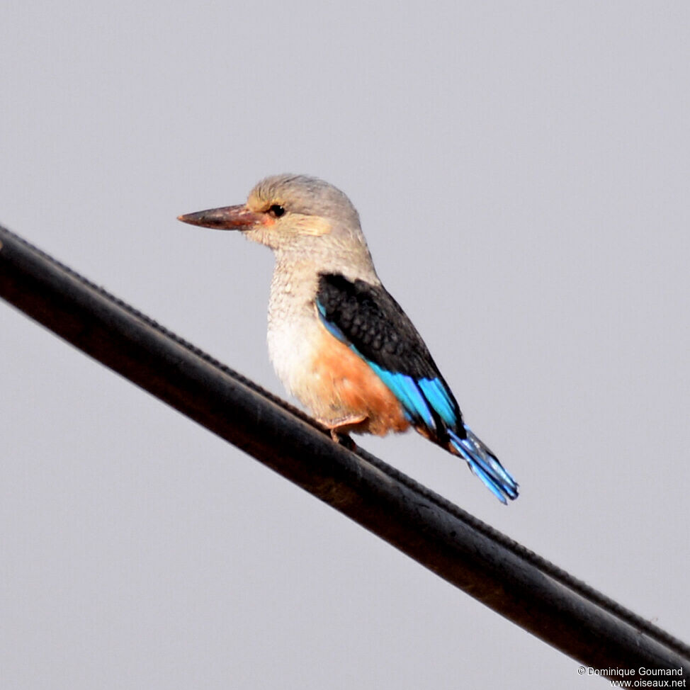 Grey-headed Kingfisherjuvenile