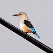 Grey-headed Kingfisher