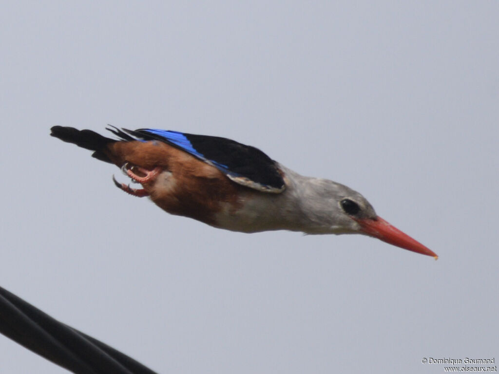 Grey-headed Kingfisheradult