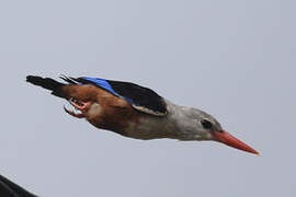 Grey-headed Kingfisher