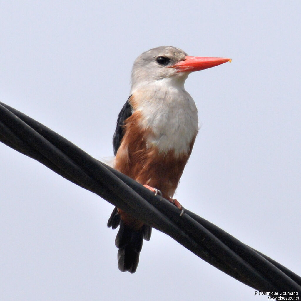 Grey-headed Kingfisheradult