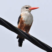 Grey-headed Kingfisher