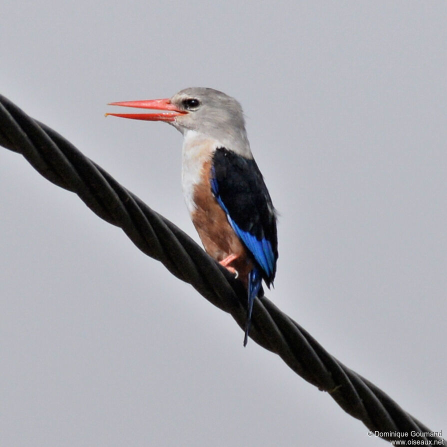 Grey-headed Kingfisheradult