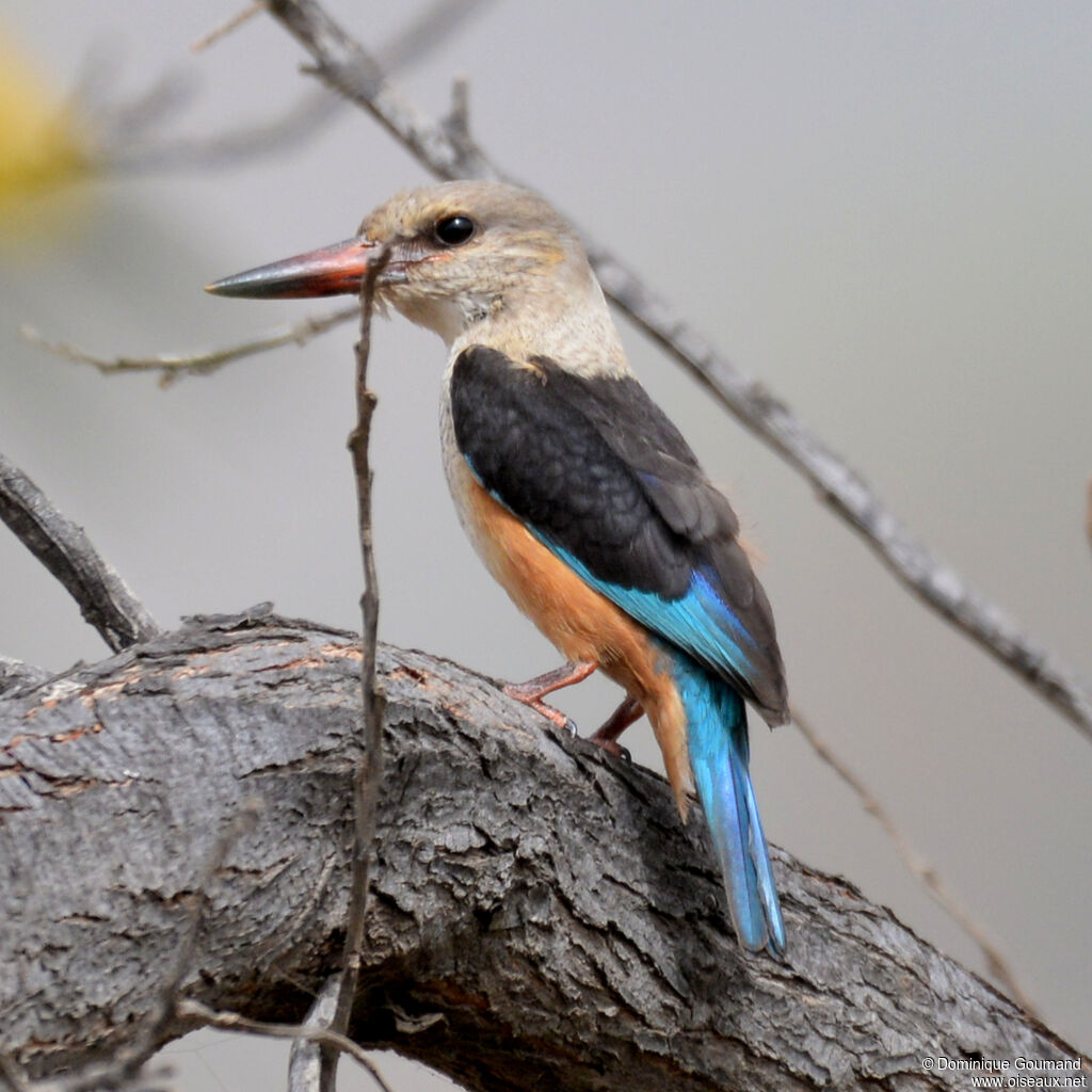 Grey-headed Kingfisherjuvenile