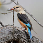 Grey-headed Kingfisher