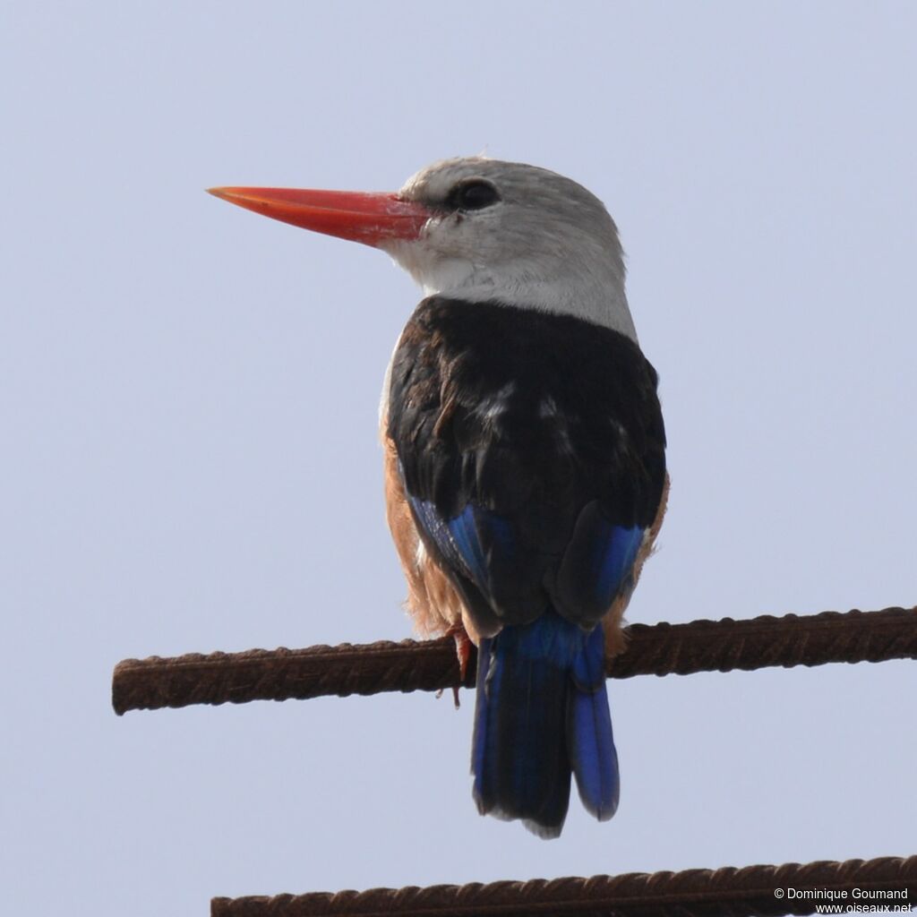 Grey-headed Kingfisheradult