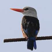 Grey-headed Kingfisher