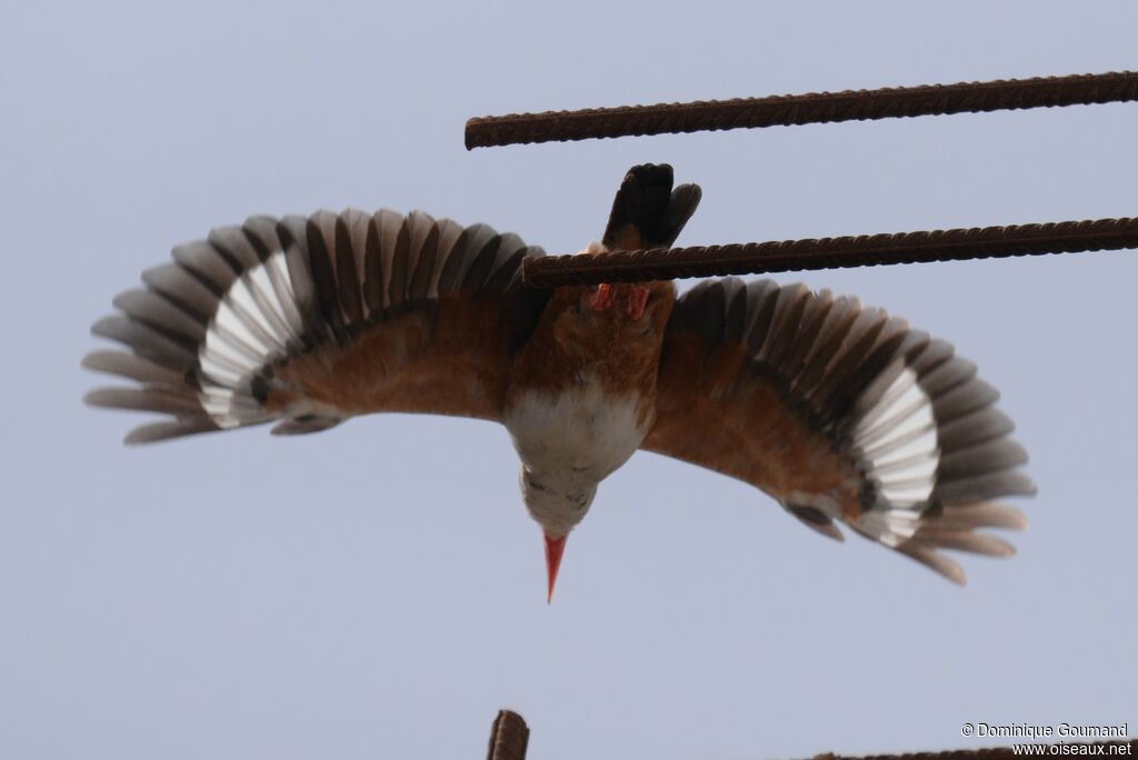 Grey-headed Kingfisheradult, Flight