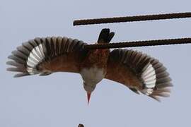 Grey-headed Kingfisher