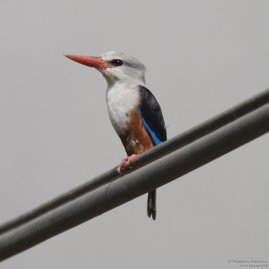 Grey-headed Kingfisheradult