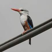 Grey-headed Kingfisher