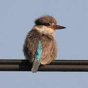 Striped Kingfisher